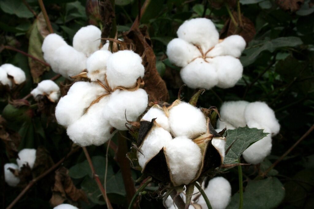 cotton, algodón orgánico cotton, algodón, fibras naturales, planta de algodón natural