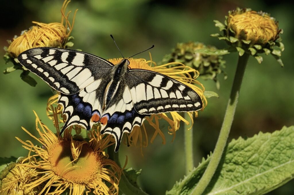 Mariposa polinizadora, amarillo con negro