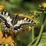 Mariposa polinizadora, amarillo con negro