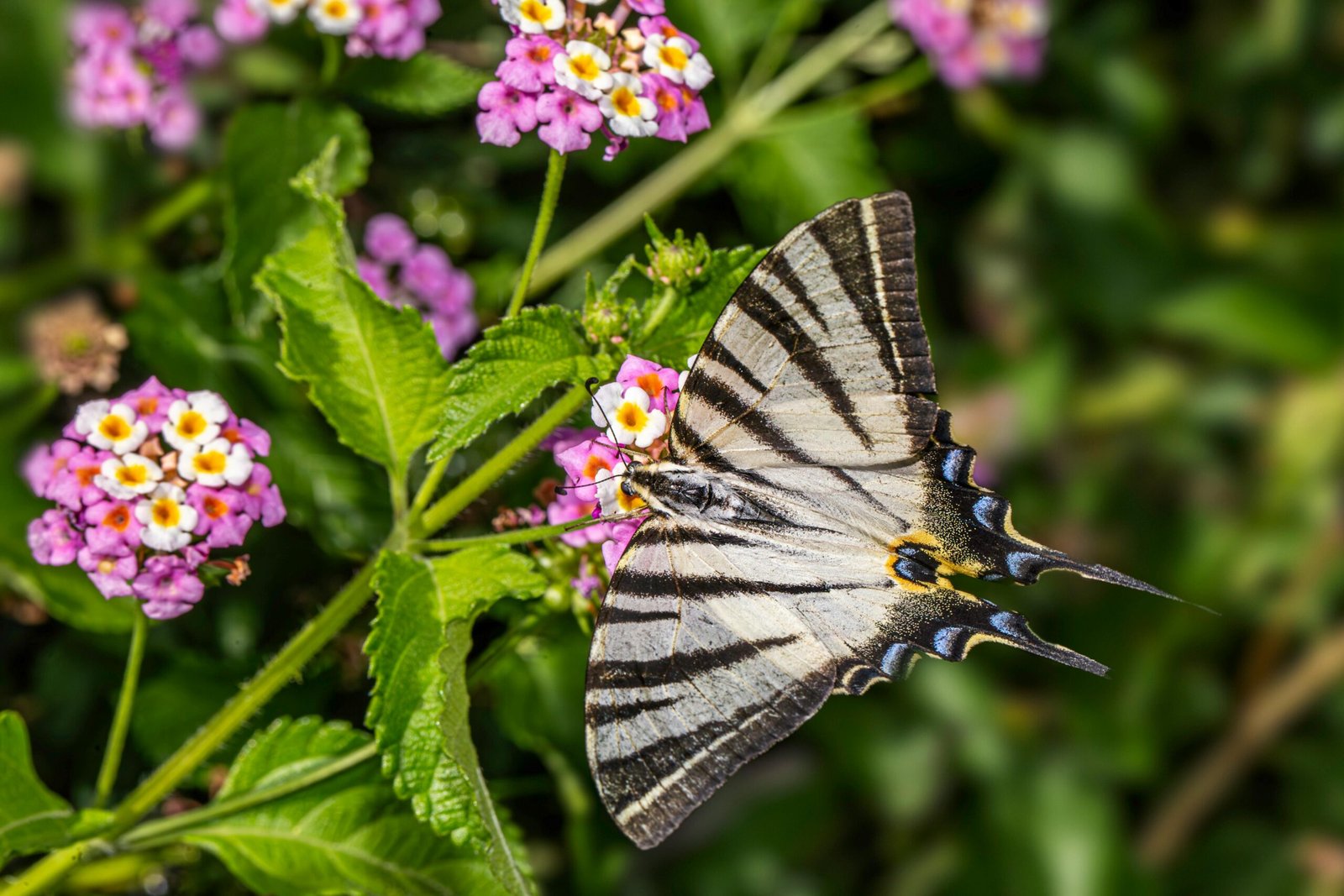 Mariposa cola de golondrina
