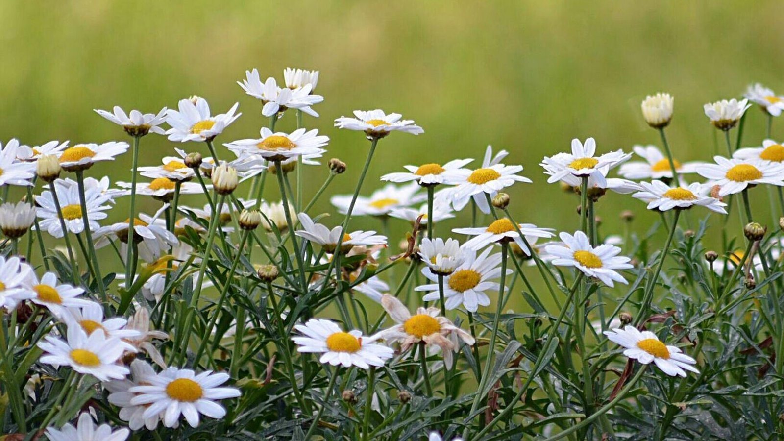 A lush field of white daisies in full bloom on a sunny spring day, perfect for nature lovers.