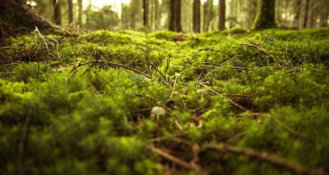 Explore the vibrant, moss-covered forest floor in Zagorje ob Savi, Slovenia.